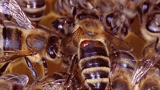 Erwachsene Bienen auf einer Honigwabe, eine Biene mit einer Varroamilbe auf dem Körper.