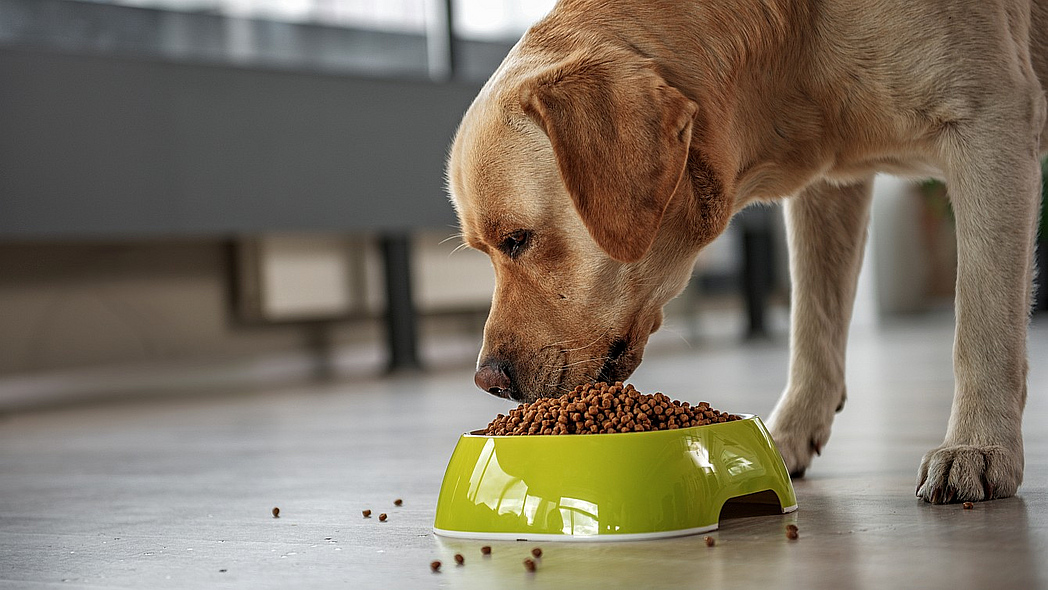 Hund frisst aus einem Napf mit Trockenfutter.