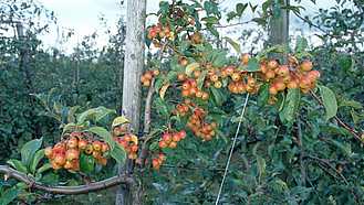 Zierapfel in einer Apfelplantage