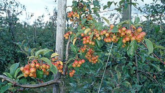 Zierapfel in einer Apfelplantage