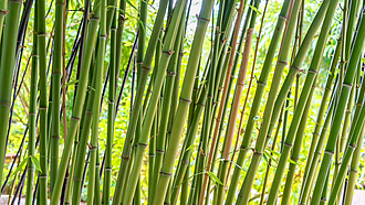 Bambuspflanze als Sichtschutz