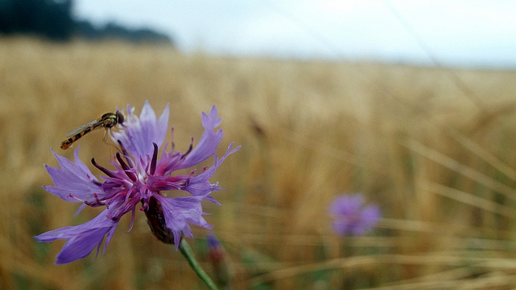 Kornblumenblüte mit Schwebfliege am Ackerrand