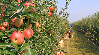 Ernte in der Apfelplantage