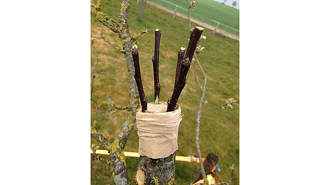 Frische Veredelungen an einem Apfelbaum.