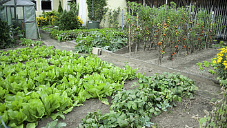 Gemüsegarten mit Salat- und Tomatenpflanzen