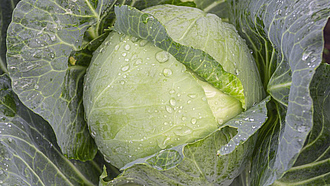 Ein grüner Kohlkopf mit Blättern mit Wassertropfen bedeckt