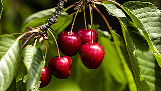 Rote Kirschen an einem Kirschbaum