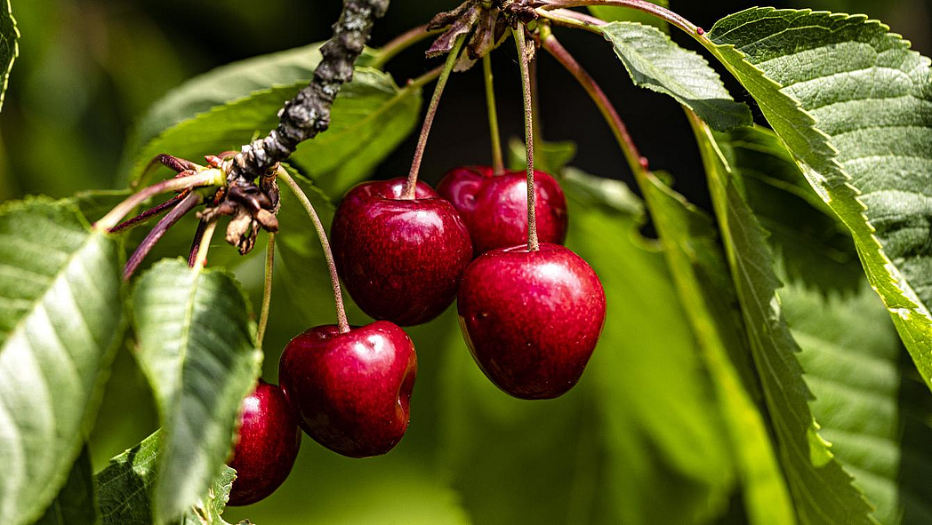 Rote Kirschen an einem Kirschbaum