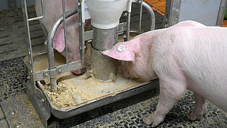Zwei Schweine fressen am Futtertrog.