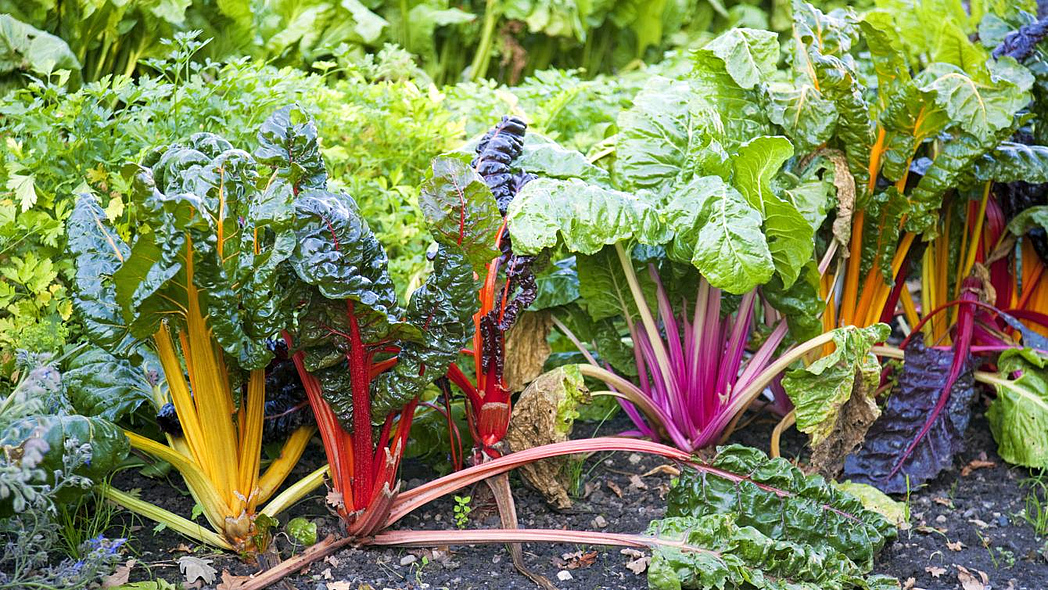 Bunter Mangold in verschiedenen Farben vor der Ernte auf einem Beet