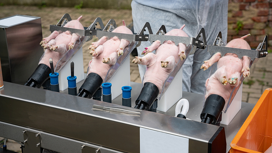 Anlage mit vier Plätzen zur Betäubung mit Isofluran. Vier Ferkel stecken kopfüber mit dem Kopf in den Inhalatoren.