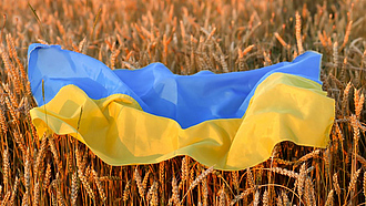 Ukrainische Flagge liegt auf reifen Getreidepflanzen