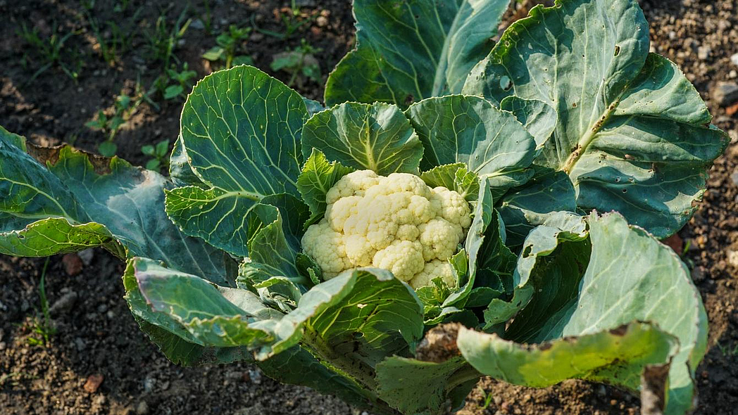 Ein Blumenkohl mit grünen Blättern vor der Ernte auf einem Beet