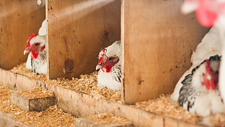 Drei Hennen sitzen nebeneinander, jeweils in einem Legenest, beim Eierlegen.