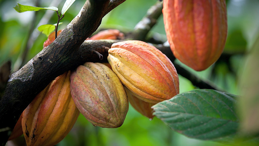 Mehrere Kakaofrüchte an einem Baum.