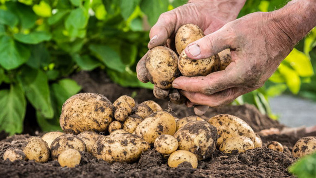 Zwei Hände halten einige Kartoffeln. Weitere Kartoffeln liegen auf der Erde.