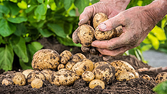 Zwei Hände halten einige Kartoffeln. Weitere Kartoffeln liegen auf der Erde.