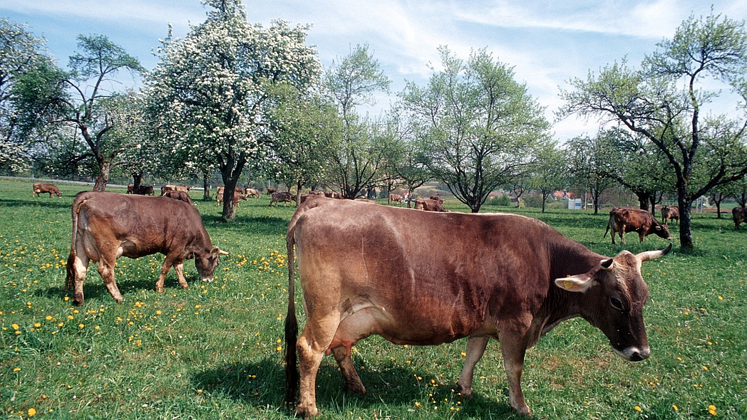 Milchkühe auf einer Streuobstwiese