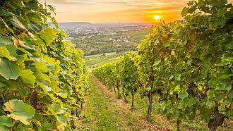 Weinreben im Weinberg bei Sonnenuntergang