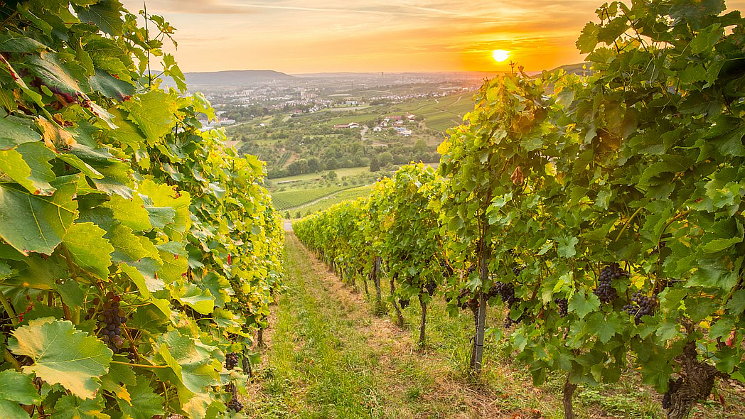 Weinreben im Weinberg bei Sonnenuntergang