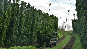 Reihe mit Hopfenreben, die an einem Drahtgerüst ranken; daneben ein Anhänger mit geernteten Hopfenreben.