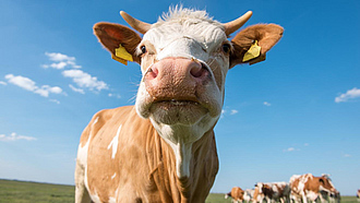 Rind schaut in die Kamera