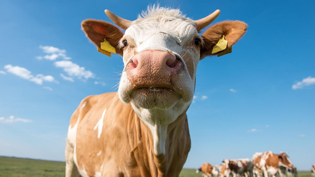 Rind schaut in die Kamera