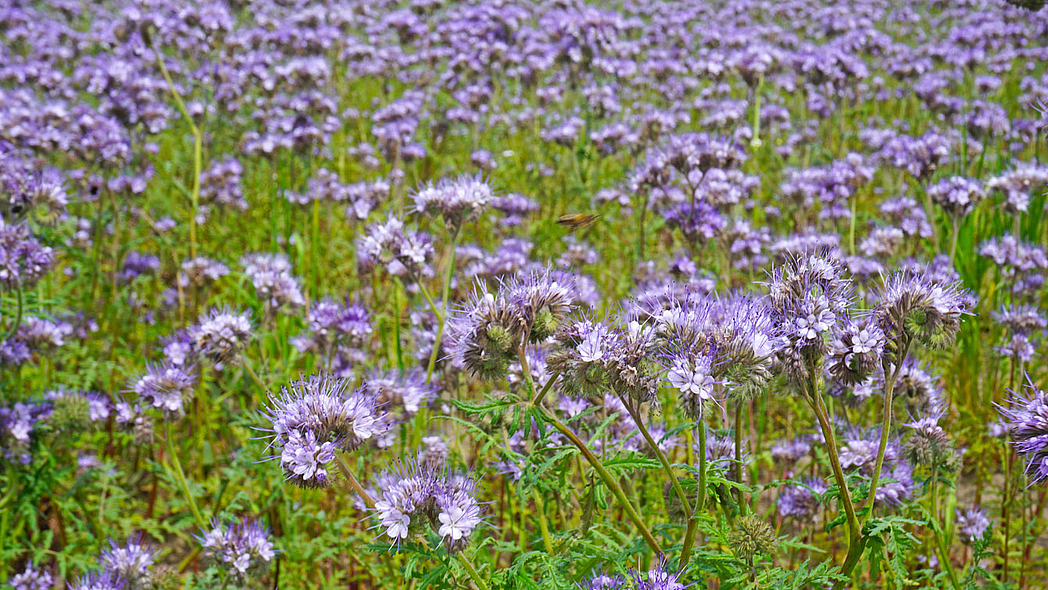 Feld mit einer Gründüngung aus Bienenfreund. Feld mit einer Gründüngung aus Bienenfreund (Phacelia tanacetifolia).