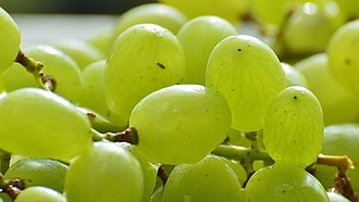 Grüne Weintrauben in Großaufnahme