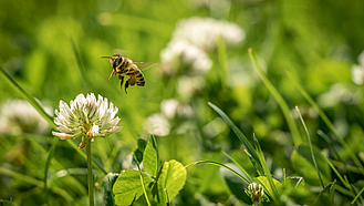 Weiße Kleeblüte auf einer Rasenfläche, eine Biene fliegt darauf zu.