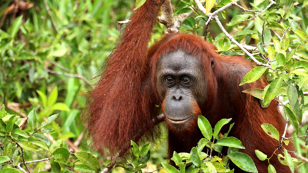 Orang Utan im Regenwald