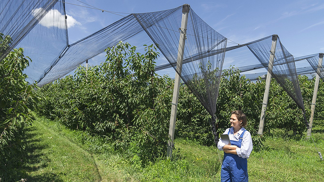 Eine Frau steht vor einer Obstplantage mit Hagelschutznetzen.