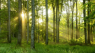 Blick in einen sonnendurchfluteten Laubwald