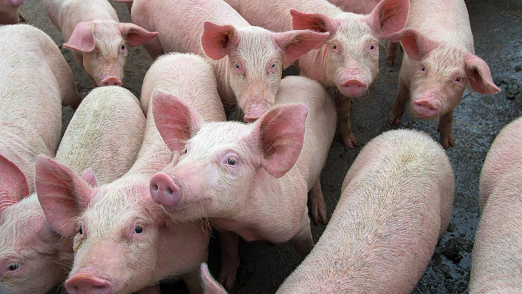 Eine ganze Gruppe Schweine in einem Stall