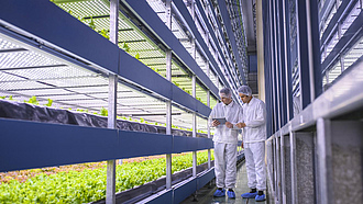 Zwei Männer mit einem Tablet kontrollieren Gemüse in den Regalen einer Indoorfarm