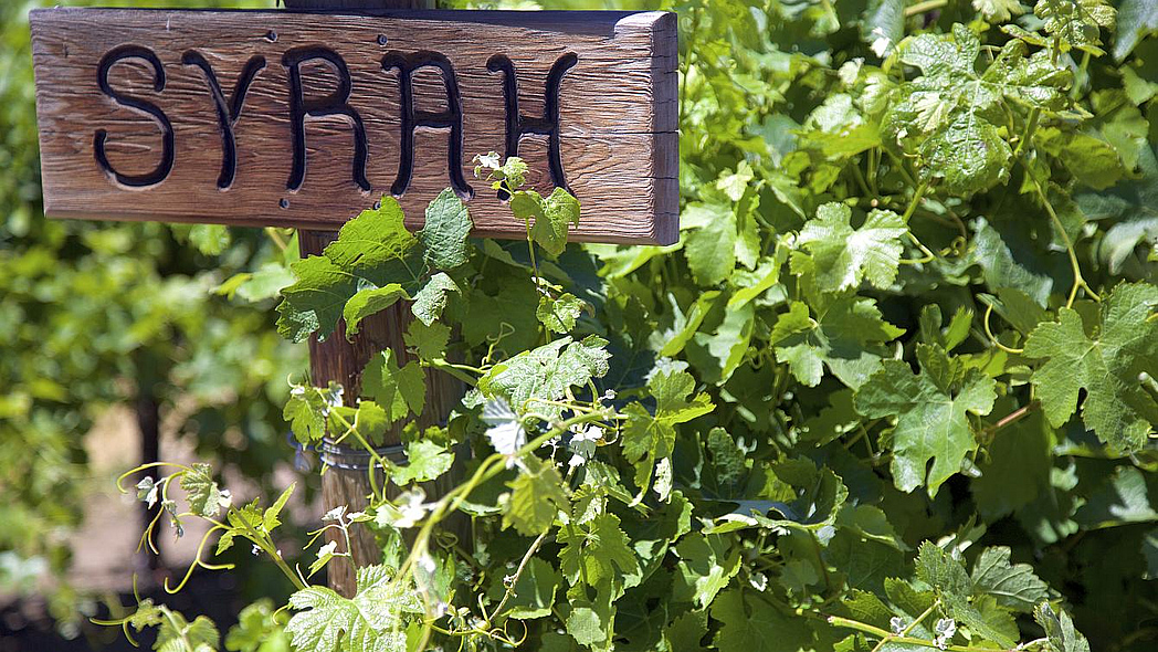Syrah-Weinrebe im Weinberg