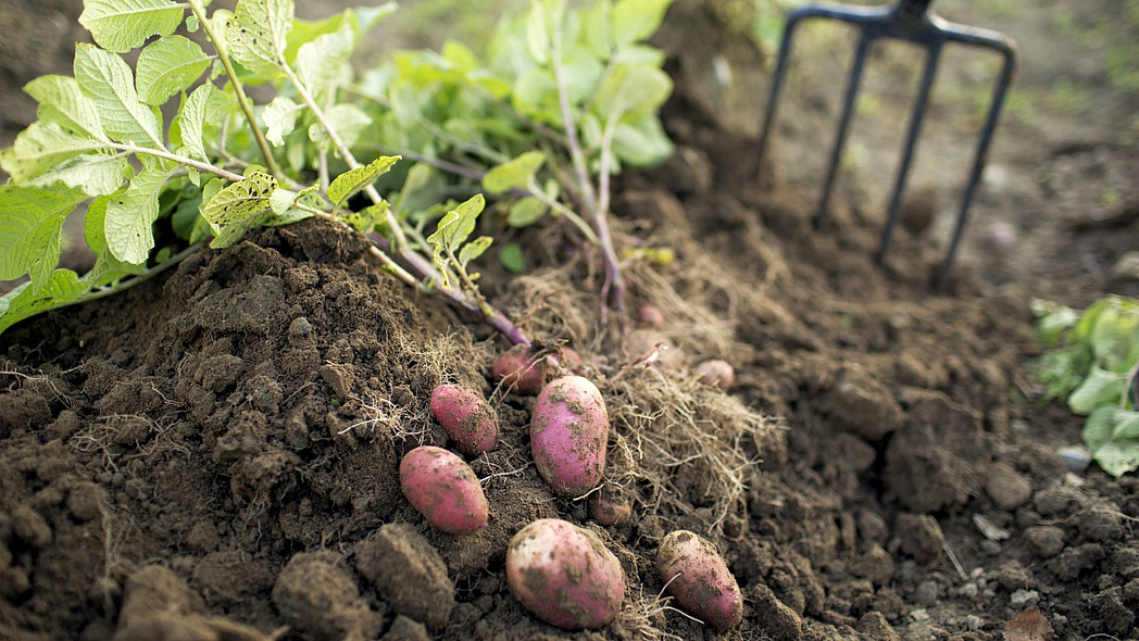 Frisch ausgegrabene rote Kartoffelknollen.