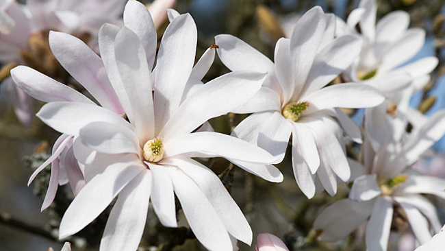 Weiß blühende Sternmagnolie (Magnolia Stellata) Weiß blühende Stern-Magnolie (Magnolia stellata)