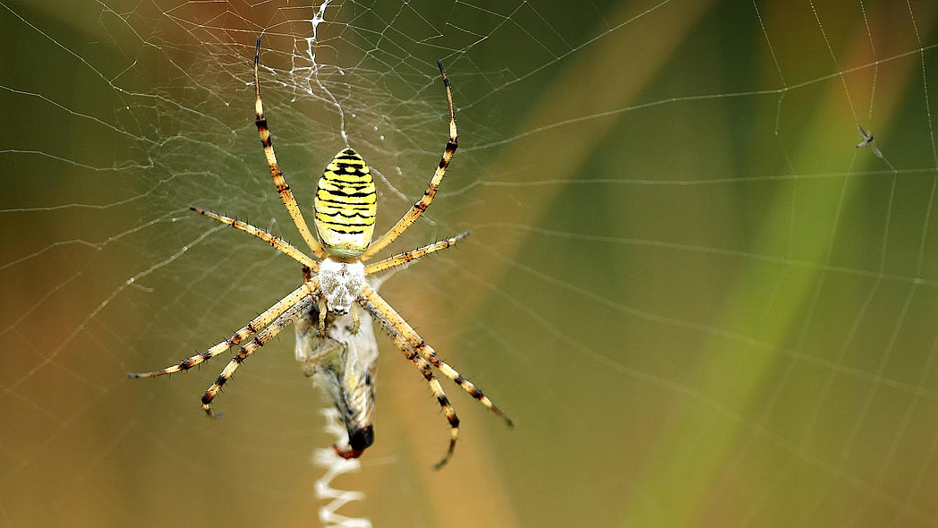 Eine gelb-schwarze Wespenspinne sitzt in ihrem Netz
