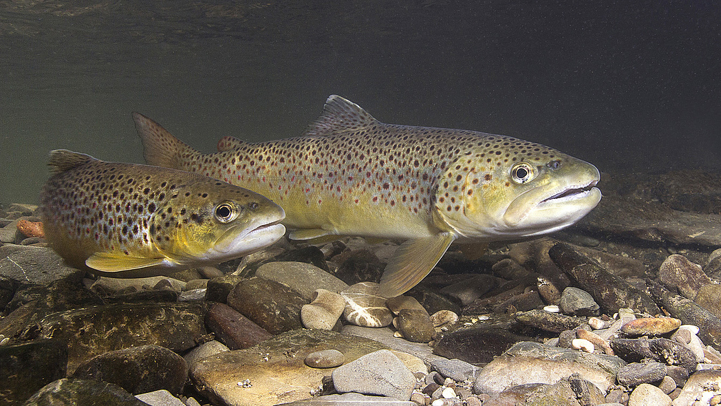 Forellen im Teich abgelichtet unter Wasser