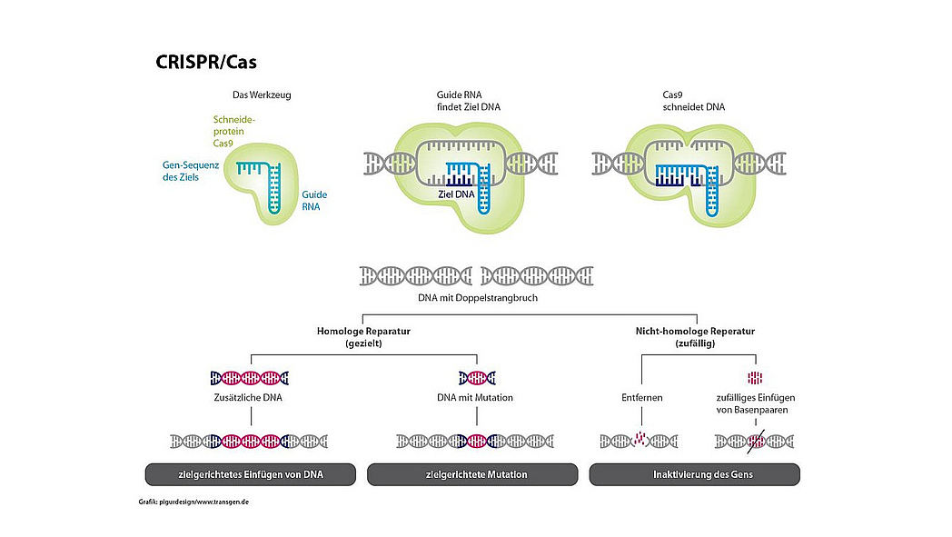 Grafik zur Funktionsweise von CRISPR/Cas