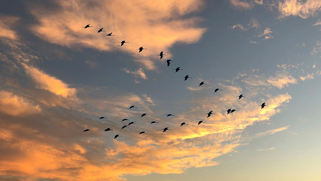 Ein Schwarm Zugvögel fliegt in V-Formation durch den Himmel.