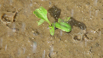 Neben einer jungen Pflanze schlagen Regetropfen auf der Bodenoberfläche auf