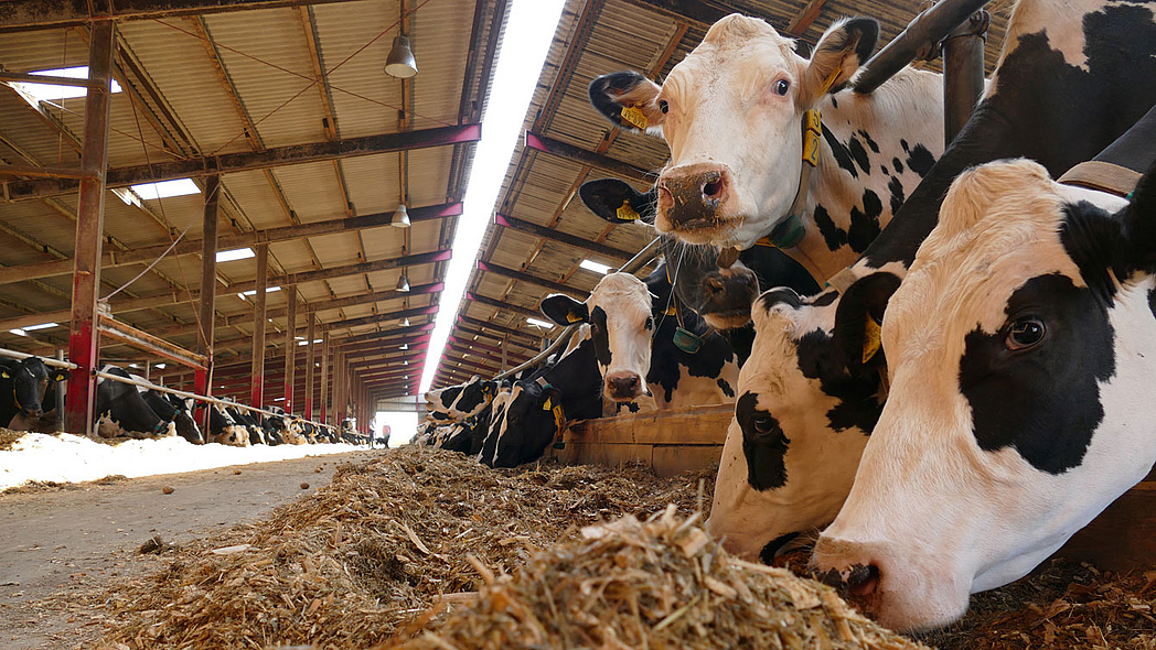 Kühe am Futtertisch mit Maissilage