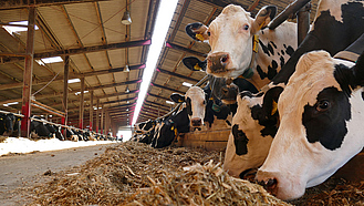 Kühe am Futtertisch mit Maissilage