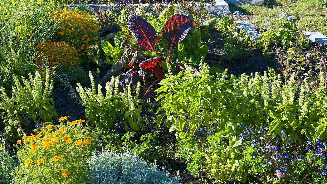 Einzelne Beete mit verschiedenen Gemüsepflanzen, Kräutern und Tagetes in Mischkultur.