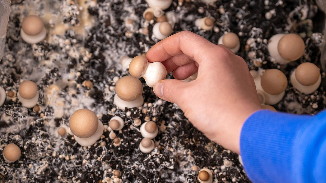 Hand über Kiste mit jungen braunen Champignons für privaten Pilzanbau zuhause.