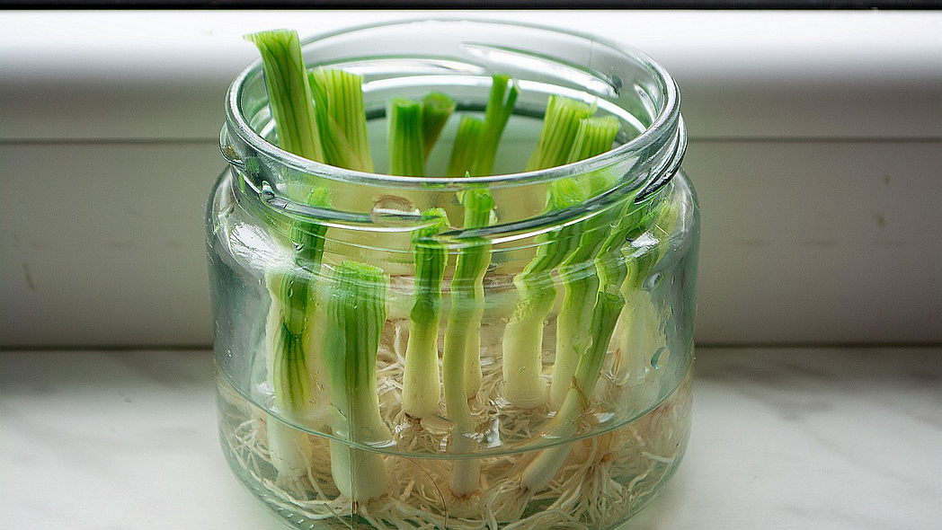 Abgeschnittene Enden von Frühlingszwiebeln in einem Wasserglas.