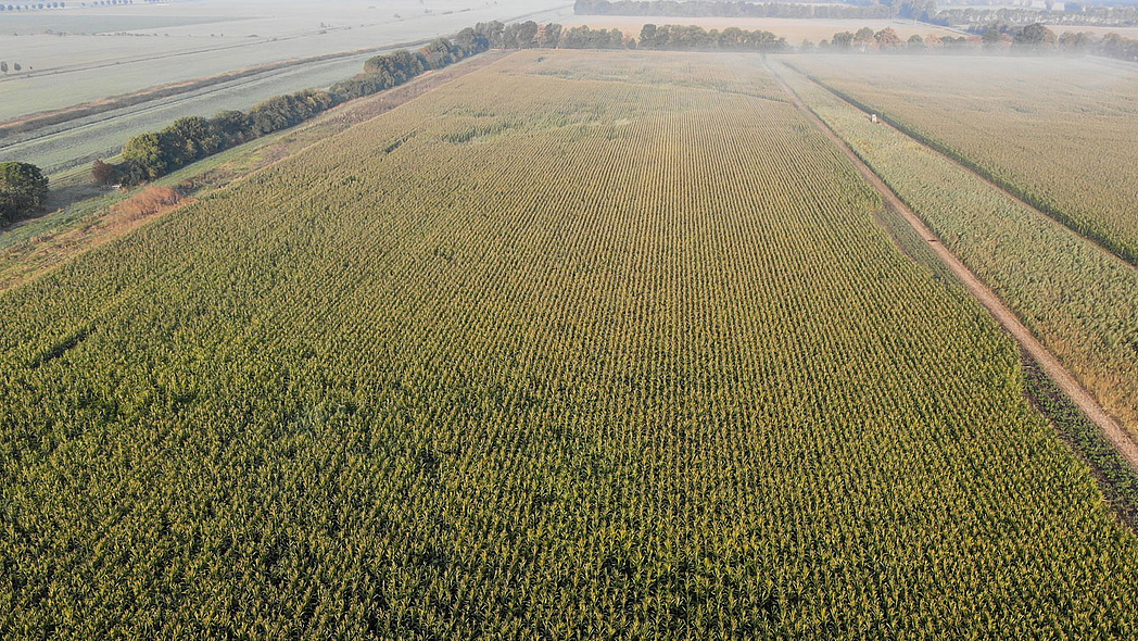 Großes Maisfeld aus der Vogelperspektive