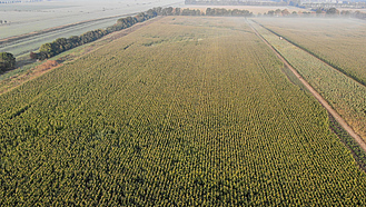 Großes Maisfeld aus der Vogelperspektive